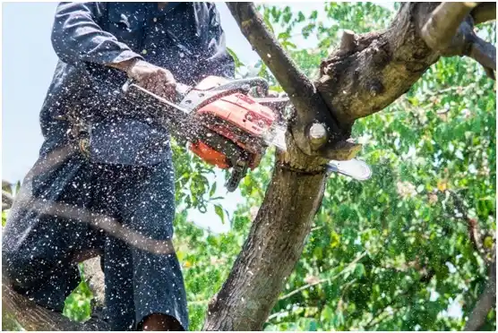 tree services La Homa